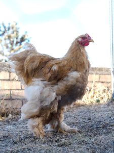 Such a big bird. I am wondering if Bombay may be a Mr not a Mrs. Almost 5 months old and huge.