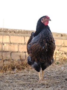 This boy is cheeky and delightful. He is placid and great with the ladies. Still growing.