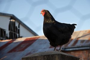 Australorps have long been my favourite breed of chook. Such characters.