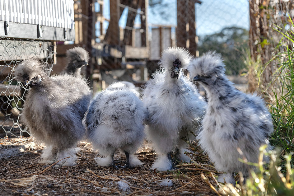 A delightful mix of young Silkie chooks. The others went to my Grand babies. Growing well.