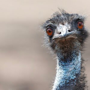 Curious Emu