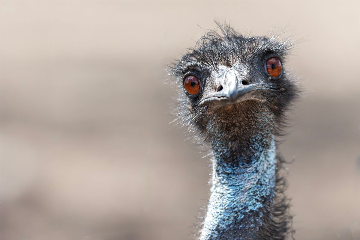 Curious Emu
