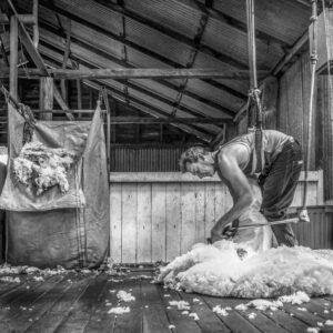 The Southpaw Shearer