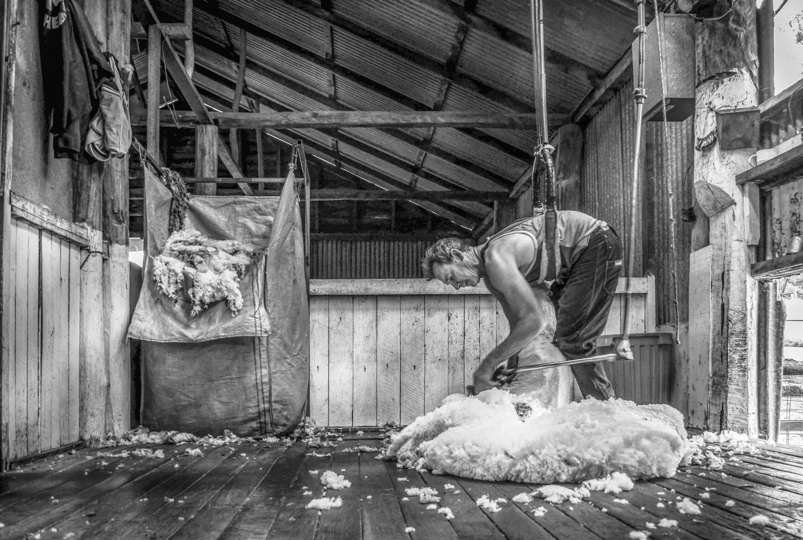 The Southpaw Shearer